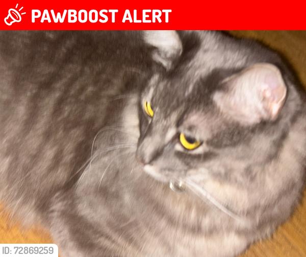 Lost Male Cat last seen Haven, Rancho Cucamonga, CA 91737