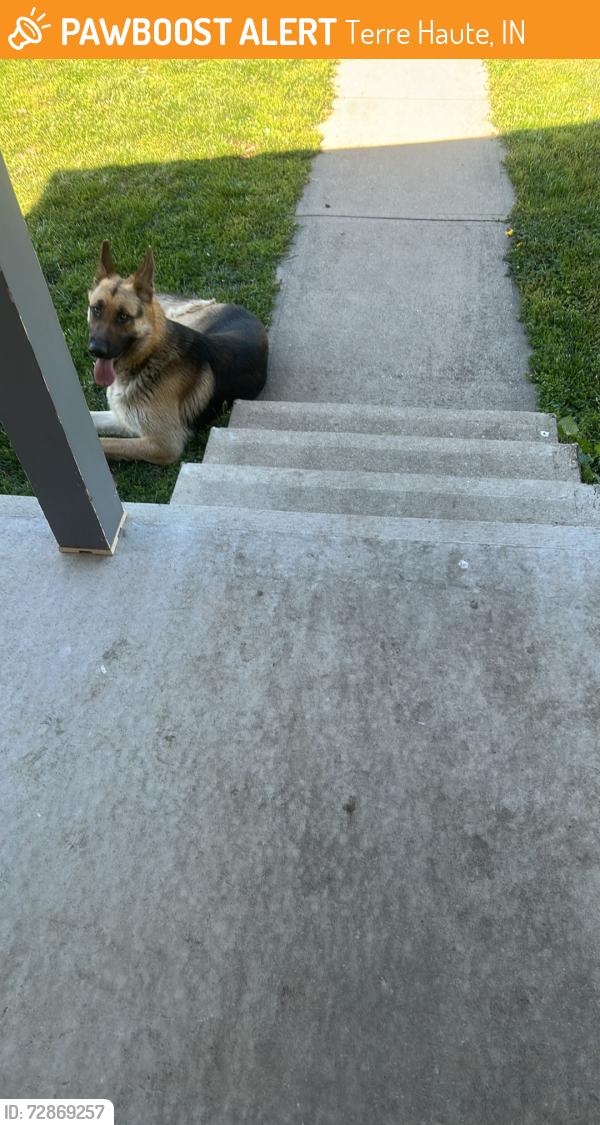 Found/Stray Unknown Dog last seen Voorhees, Terre Haute, IN 47802