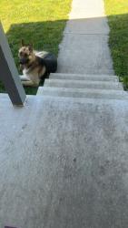 Found/Stray Unknown Dog last seen Voorhees, Terre Haute, IN 47802