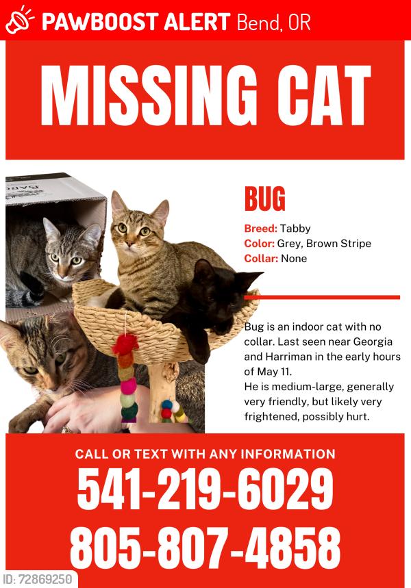 Lost Male Cat last seen NW Harriman & Georgia , Bend, OR 97703