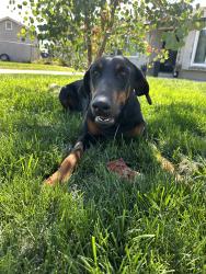 Lost Female Dog last seen Van Buren, Limonite, Horseshoe Lake Park, Riverside, CA 92509