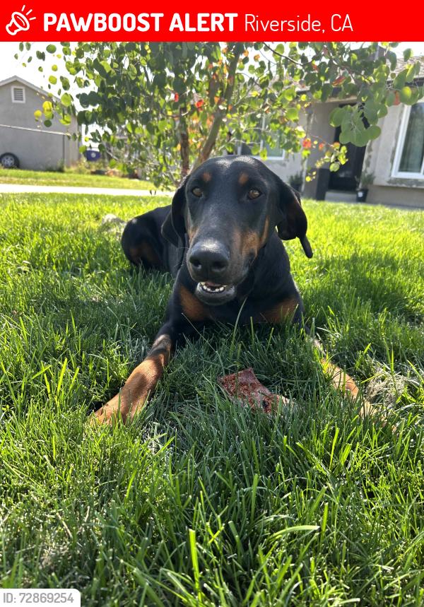 Lost Female Dog last seen Van Buren, Limonite, Horseshoe Lake Park, Riverside, CA 92509