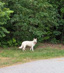 Found/Stray Male Dog last seen East Riverside Park near pickleball courts , Greer, SC 29650
