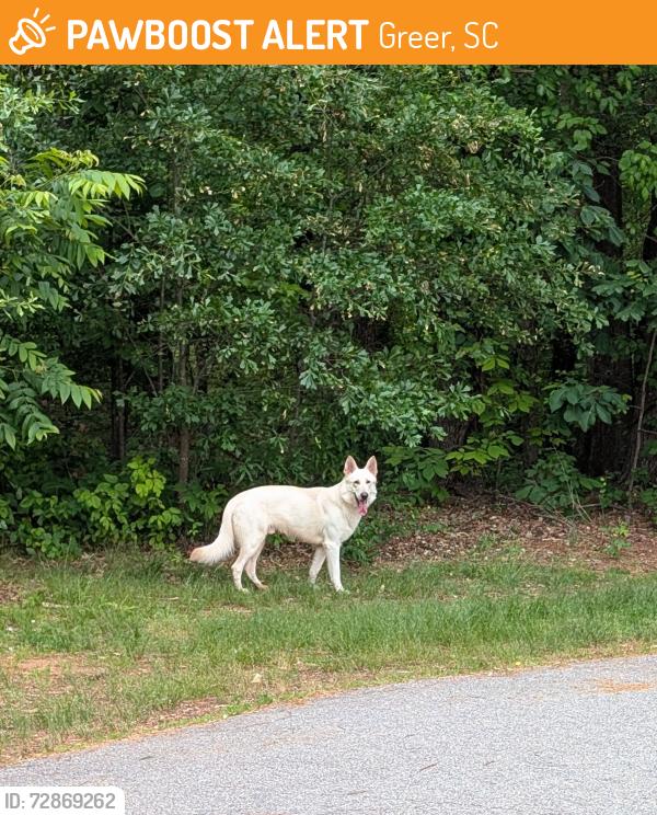 Found/Stray Male Dog last seen East Riverside Park near pickleball courts , Greer, SC 29650
