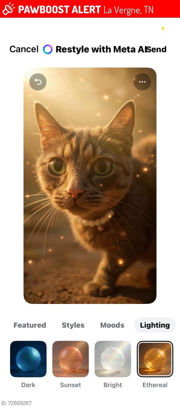 Lost Female Cat last seen Waldron rd, La Vergne, TN 37086