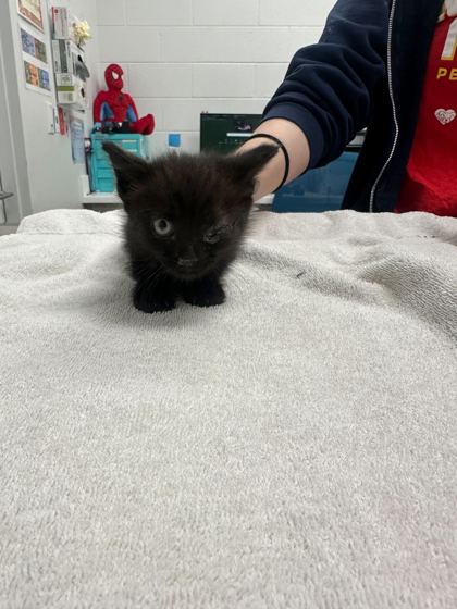 Shelter Stray Male Cat last seen 51st and The Paseo, KCMO, 64110, 64110, MO, Kansas City, MO 64132