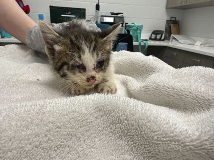 Shelter Stray Male Cat last seen 51st and The Paseo, KCMO, 64110, 64110, MO, Kansas City, MO 64132