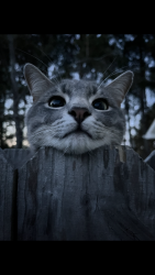 Lost Male Cat last seen Shallow Ford , Kennesaw, GA 30144