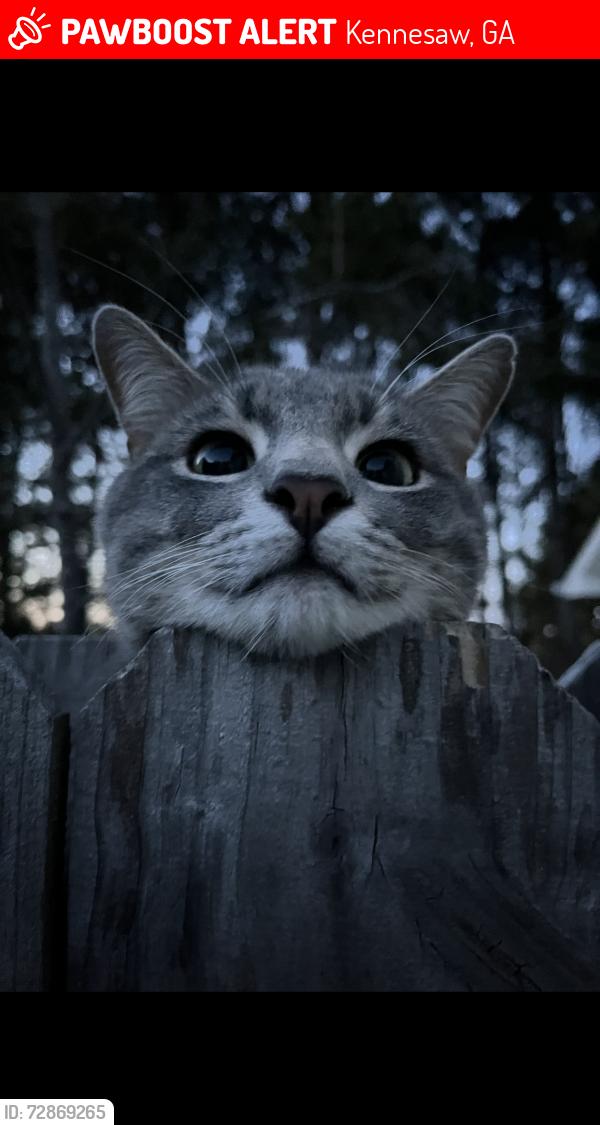 Lost Male Cat last seen Shallow Ford , Kennesaw, GA 30144