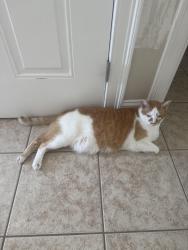 Lost Male Cat last seen Route 1 & Ward, Scarborough, ME 04074