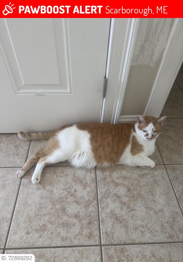 Lost Male Cat last seen Route 1 & Ward, Scarborough, ME 04074