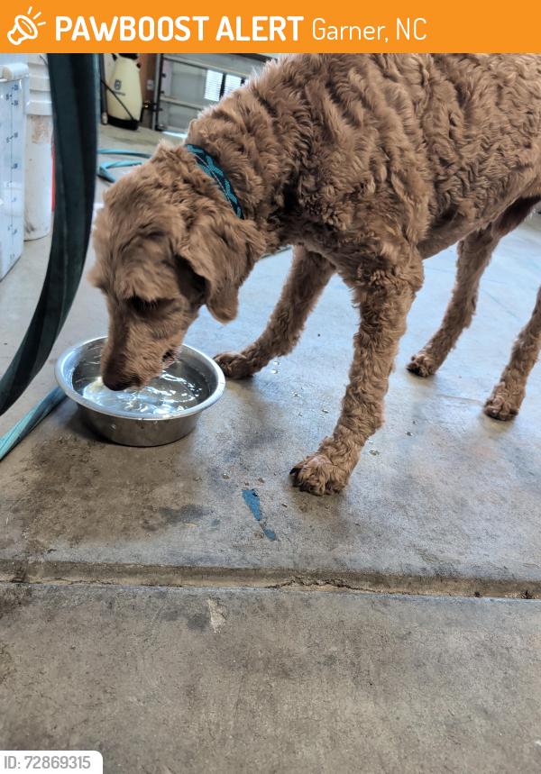 Found/Stray Male Dog last seen Carson dr, Garner, NC 27529