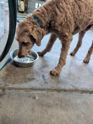 Found/Stray Male Dog last seen Carson dr, Garner, NC 27529