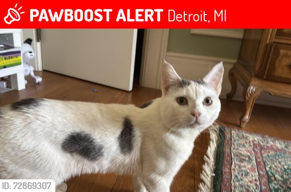 Lost Male Cat last seen Henry ford hosp parking lot near Wayne state, Detroit, MI 48202
