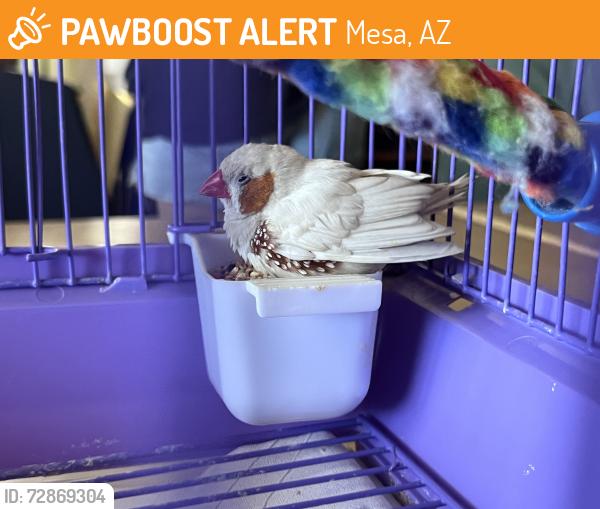 Found/Stray Unknown Bird last seen Lindsay and southern at Montessori education Centre , Mesa, AZ 85204