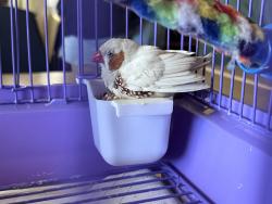 Found/Stray Unknown Bird last seen Lindsay and southern at Montessori education Centre , Mesa, AZ 85204