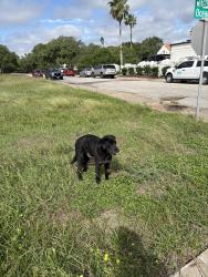 Found/Stray Male Dog last seen Ocean drive , Corpus Christi, TX 78411