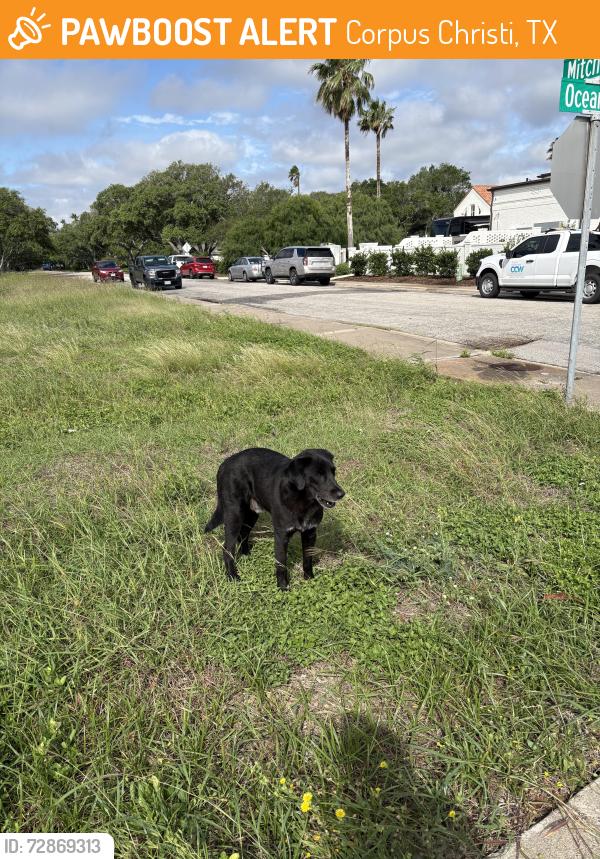 Found/Stray Male Dog last seen Ocean drive , Corpus Christi, TX 78411