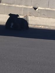 Found/Stray Unknown Dog last seen Sycamore ave, Rialto, CA 92376