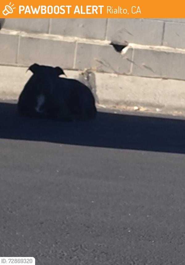 Found/Stray Unknown Dog last seen Sycamore ave, Rialto, CA 92376