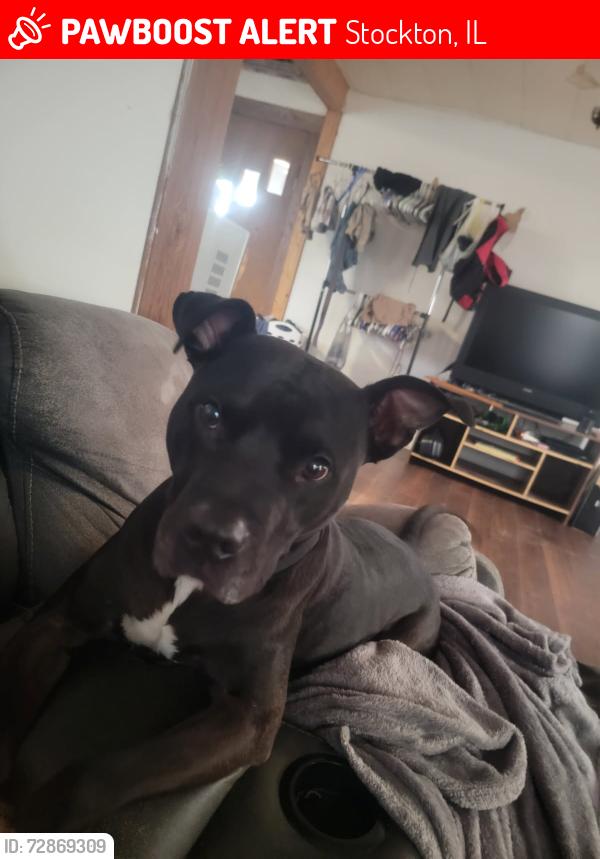 Lost Male Dog last seen Near Nature's Treasures, Stockton, IL 61085