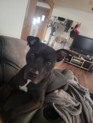 Lost Male Dog last seen Near Nature's Treasures, Stockton, IL 61085