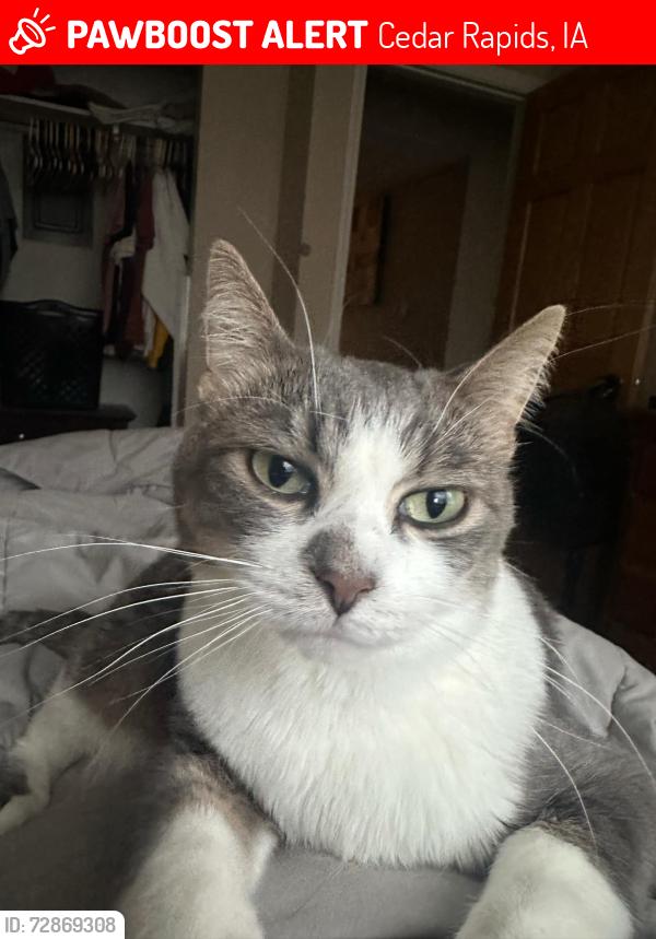 Lost Male Cat last seen C Ave. NE and Old Marion Rd. NE in between Elmcrest County Club & Cedar Memorial, Cedar Rapids, IA 52402