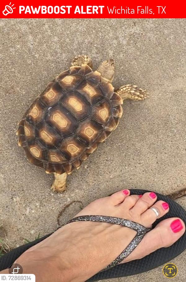 Lost Male Reptile last seen Johnson Rd and Barnett Rd, Wichita Falls, TX 76310