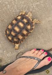 Lost Male Reptile last seen Johnson Rd and Barnett Rd, Wichita Falls, TX 76310