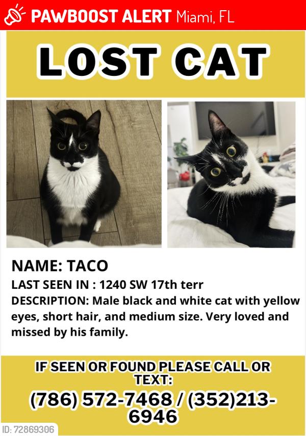 Lost Male Cat last seen Sw 12th Ave, sw 13th Ave, coral way , Miami, FL 33145
