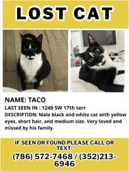 Lost Male Cat last seen Sw 12th Ave, sw 13th Ave, coral way , Miami, FL 33145
