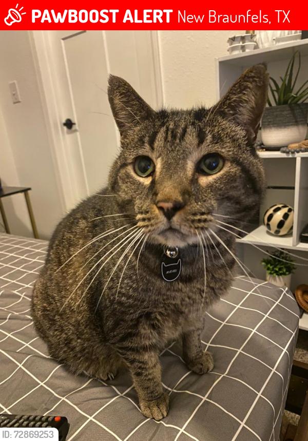 Lost Male Cat last seen Last seen on Indian Grass Dr. in Comal Farms, New Braunfels, TX 78130