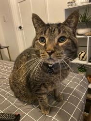 Lost Male Cat last seen Last seen on Indian Grass Dr. in Comal Farms, New Braunfels, TX 78130