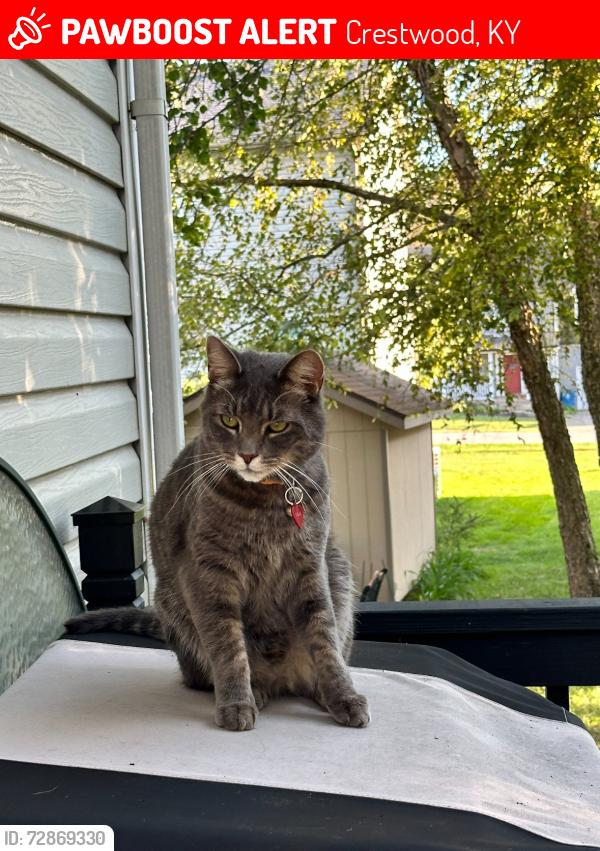 Lost Male Cat last seen camden manor/park lake neighborhood, Crestwood, KY 40014