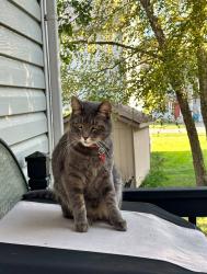 Lost Male Cat last seen camden manor/park lake neighborhood, Crestwood, KY 40014