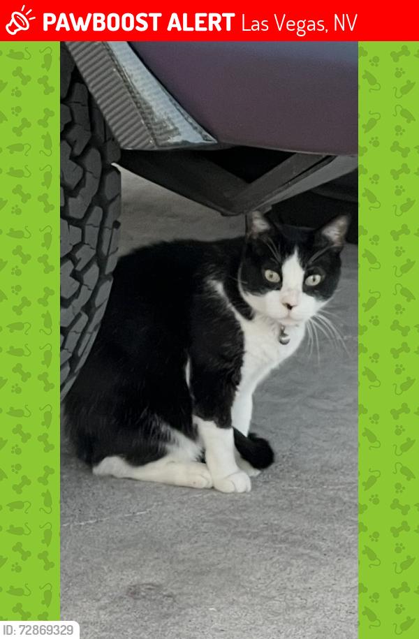 Lost Male Cat last seen Decatur and Twain, Las Vegas, NV 89103
