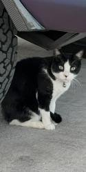 Lost Male Cat last seen Decatur and Twain, Las Vegas, NV 89103