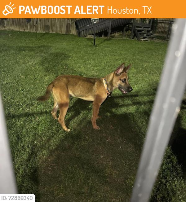 Found/Stray Male Dog last seen Timber creek pl dr, Houston, TX 77084