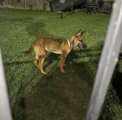 Found/Stray Male Dog last seen Timber creek pl dr, Houston, TX 77084