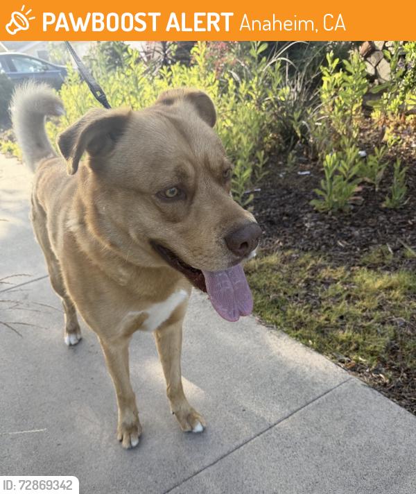 Found/Stray Unknown Dog last seen Beach and Ball, Anaheim, CA 92804
