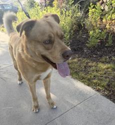 Found/Stray Unknown Dog last seen Beach and Ball, Anaheim, CA 92804