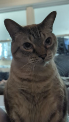 Lost Male Cat last seen Shalloway Drive , Cobb County, GA 30144