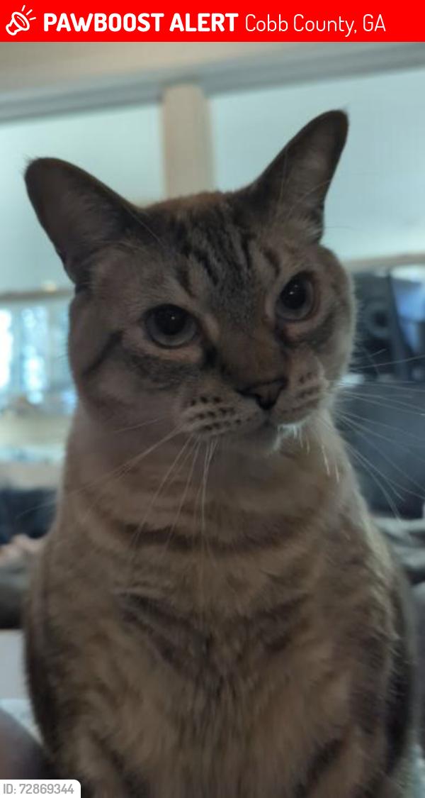 Lost Male Cat last seen Shalloway Drive , Cobb County, GA 30144