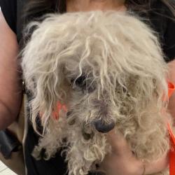 Shelter Stray Female Dog last seen , Columbus, GA 31907