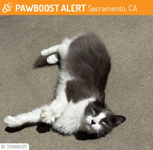 Found/Stray Female Cat last seen W. El Camino Ave., Sacramento, CA 95833