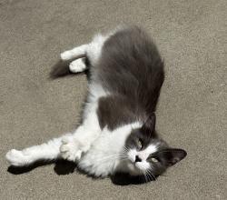 Found/Stray Female Cat last seen W. El Camino Ave., Sacramento, CA 95833