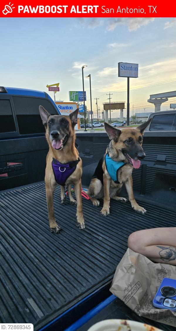 Lost Female Dog last seen Village View Drive, San Antonio, TX 78218