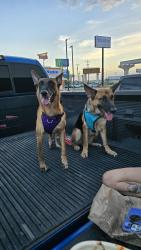 Lost Female Dog last seen Village View Drive, San Antonio, TX 78218
