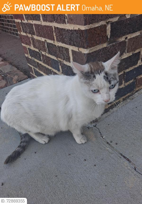 Found/Stray Unknown Cat last seen South High main entrance , Omaha, NE 68107