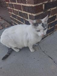 Found/Stray Unknown Cat last seen South High main entrance , Omaha, NE 68107